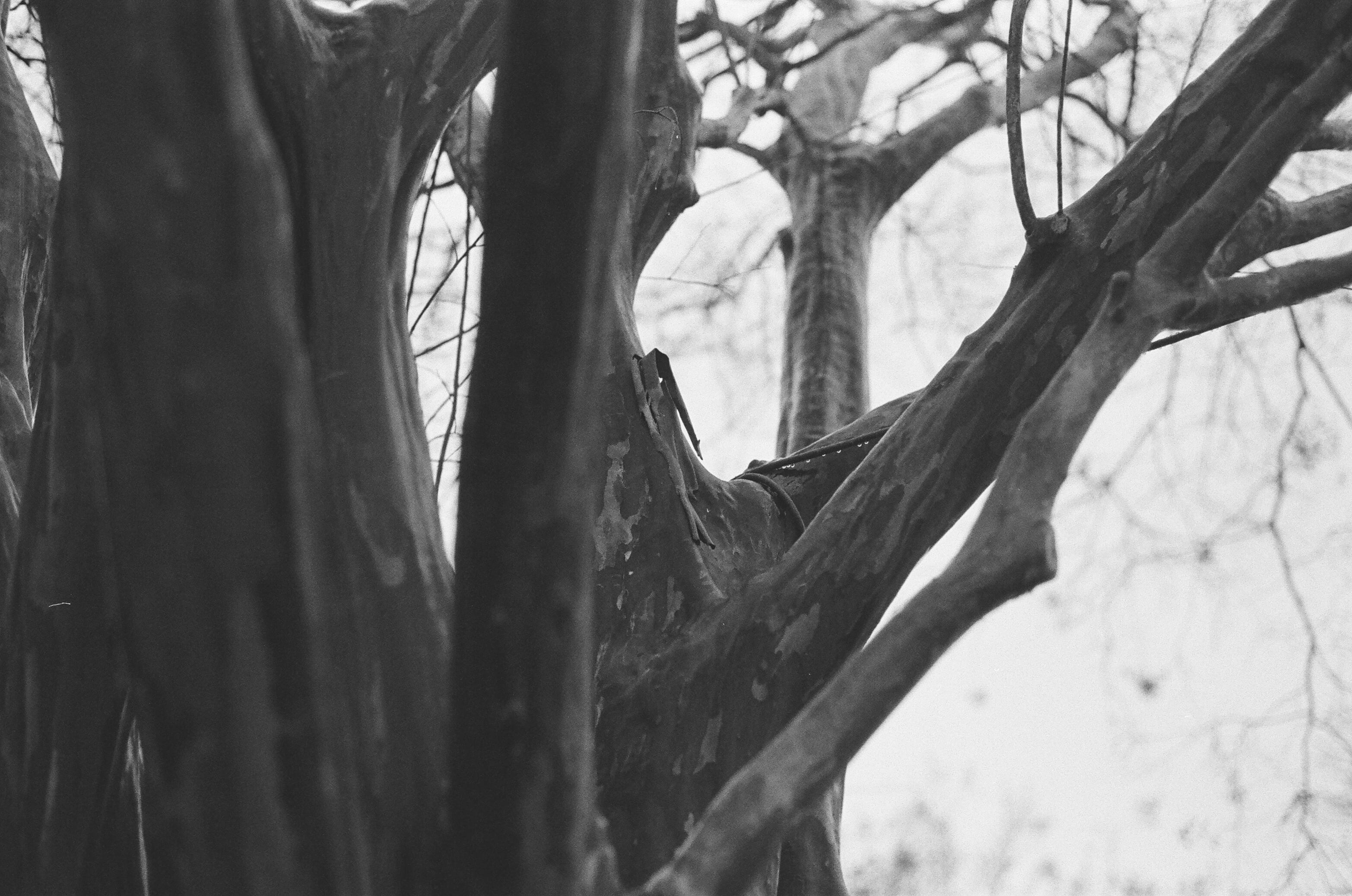 Branches